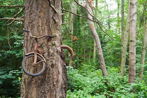 A tree swallows an old bicycle
